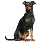 Pinscher german