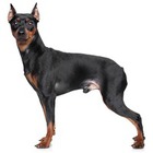 Pinscher Pitic