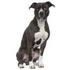 Pit Bull Terrier American