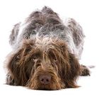 Pointer german cu par lung