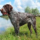 Pointer german cu par sarmos