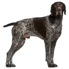 Pointer german cu par scurt