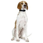 Pointer