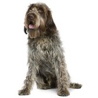 Pointing Griffon cu par sarmos