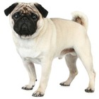 Pug