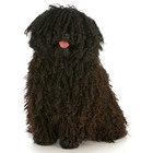 Puli