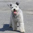 Pumi