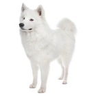 Samoyed