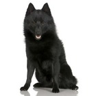 Schipperke