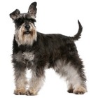 Schnauzer pitic