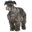 Schnauzer Standard
