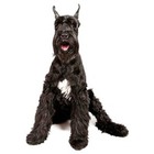Schnauzer urias