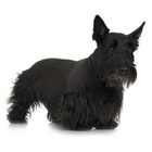 Scottish Terrier