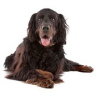 Setter Gordon