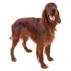 Setter irlandez