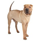 Shar Pei
