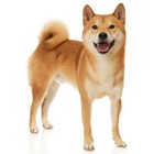 Shiba Inu