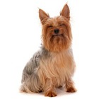 Silky Terrier