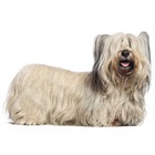 Skye Terrier