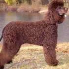 Spaniel de apa irlandez
