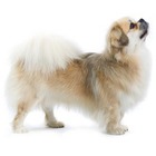 Spaniel tibetan