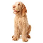 Spinone italian