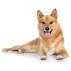 Spitz finlandez