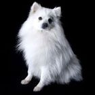 Spitz Japonez