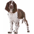 Springer Spaniel englez