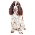 Springer Spaniel galez