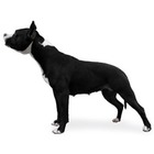 Staffordshire Bull Terrier