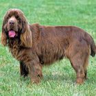 Sussex Spaniel