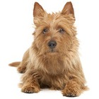 Terrier australian