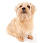 Terrier de Norfolk