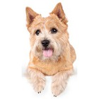 Terrier de Norwich