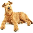 Terrier irlandez