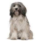 Terrier tibetan