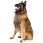 Tervueren Ciobanesc belgian