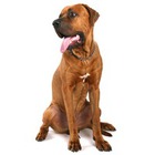 Tosa Inu