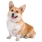 Welsh Corgi Pembroke