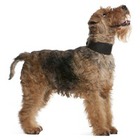 Welsh Terrier