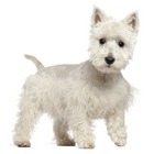 West highland White Terrier
