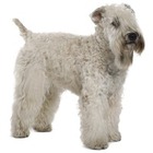 Wheaten Terrier cu blana moale
