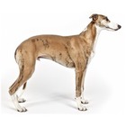 Whippet